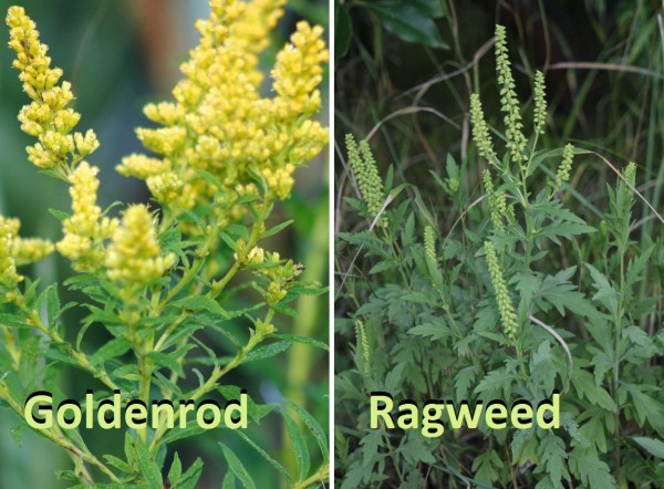 Image result for ragweed vs goldenrod